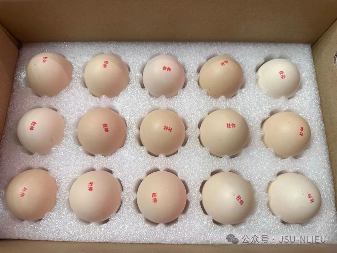 杜仲替抗饲料研究获重大进展，吉首大学杜仲实验室科技成果赋能“无抗鸡蛋”品质升级